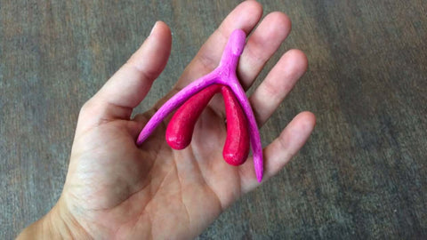 3D clitoris