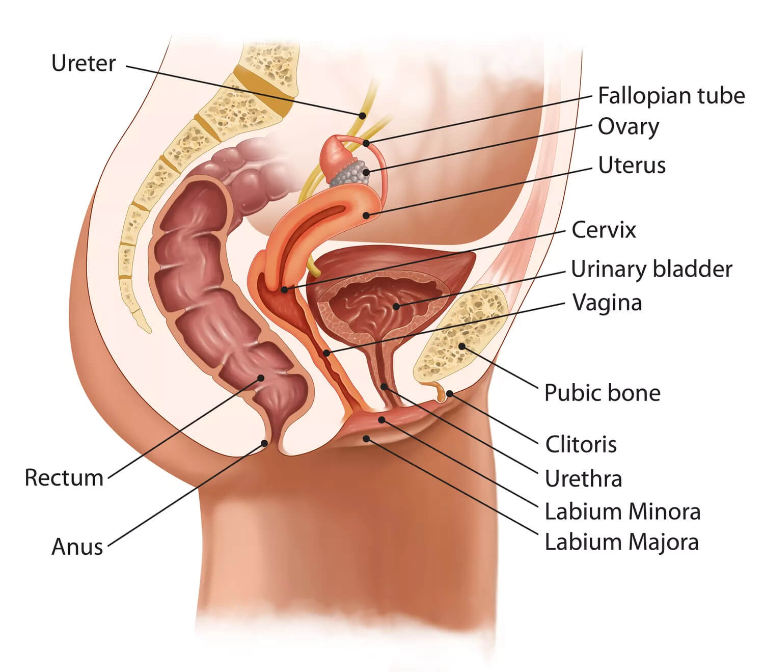 How to clean vulva?