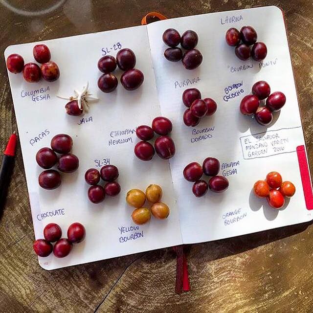 Image showing a bunch of coffee varietals on top of a notebook