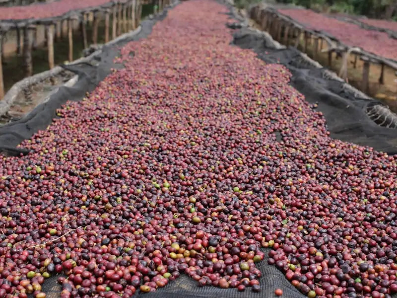 Photo of coffee cherries being dried under the sun