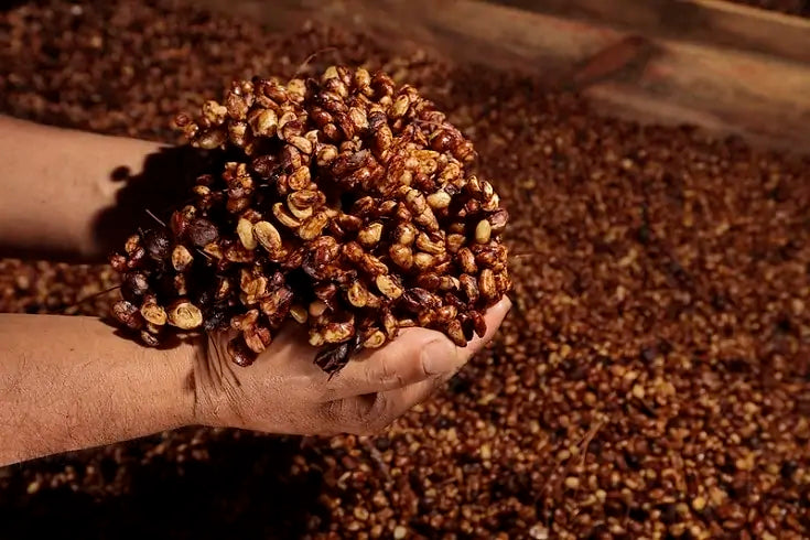 Image of coffee cherries going through honey processing