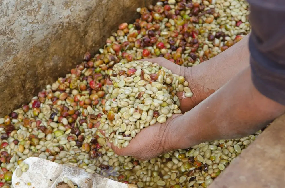 Image of Coffee Cherries going through the Washed Process