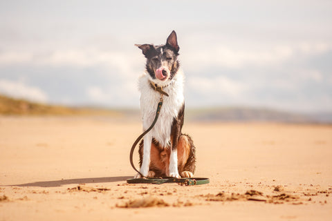 Border Collie Stitch, sitting on sand at the beach, closed eyes licking his lips. With his golden unleashed collar and lead on.
