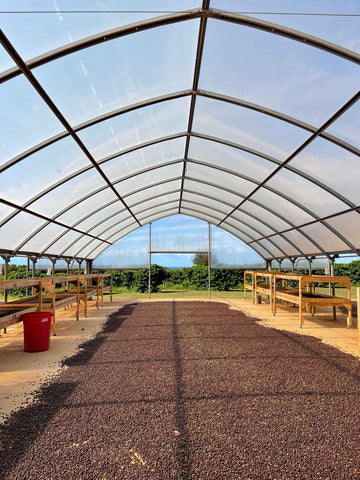 Coffee plantation facility in Vietnam