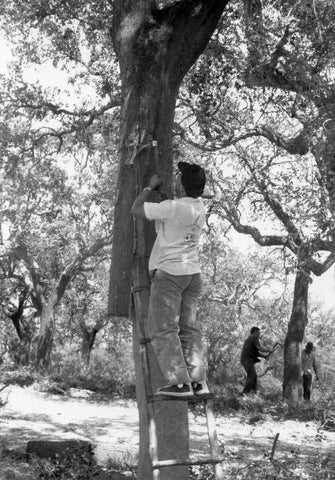 high skilled worker striping the cork oak tree