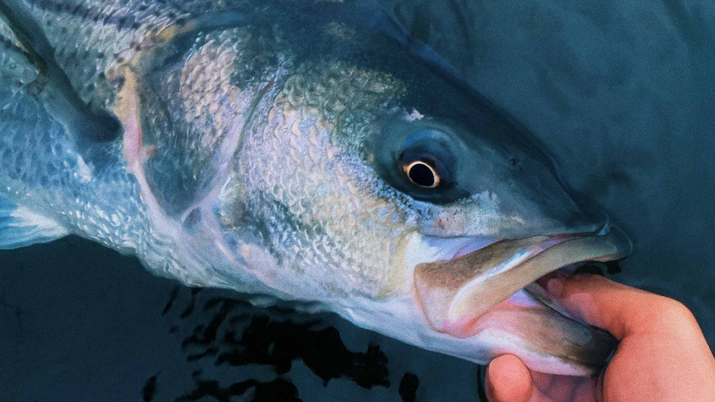 Casting Rods For Striped Bass Fishing From Boats 