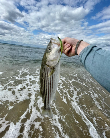 Sea Bass 101: Bait 'em Up! - The Fisherman