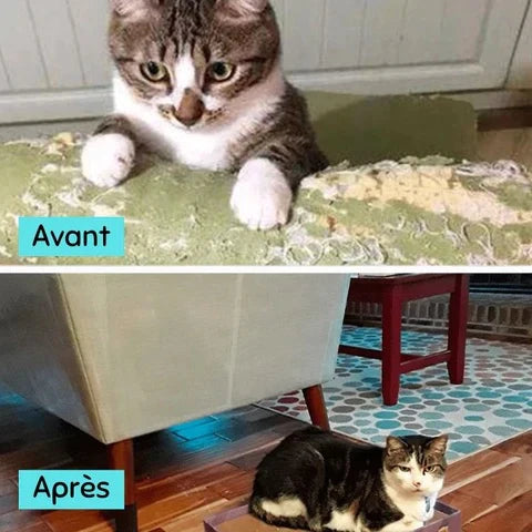 Bande transparentes adhésives de protection contre les griffes de chats