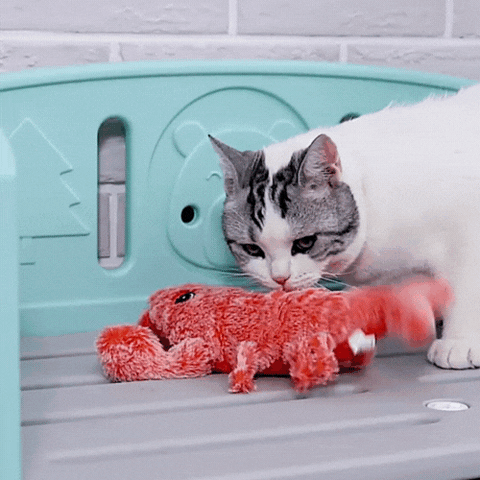 Homard en peluche pour chat – Les Mistigris