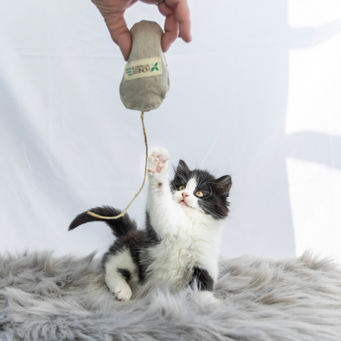 Catnip Infused Toys for Cats