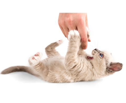 human playing with a cat