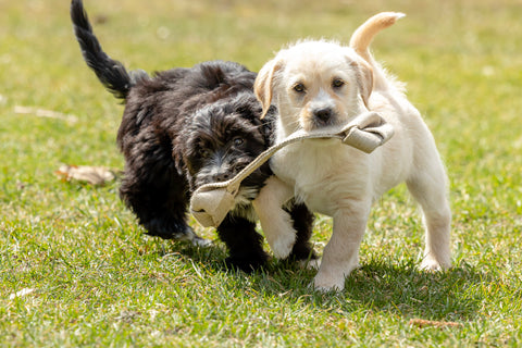 Dogs Playing With Tug Toy