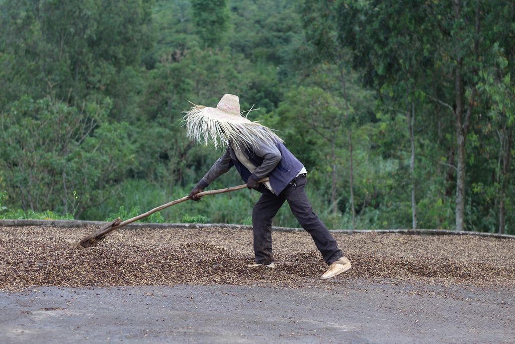 Bombe drying beds