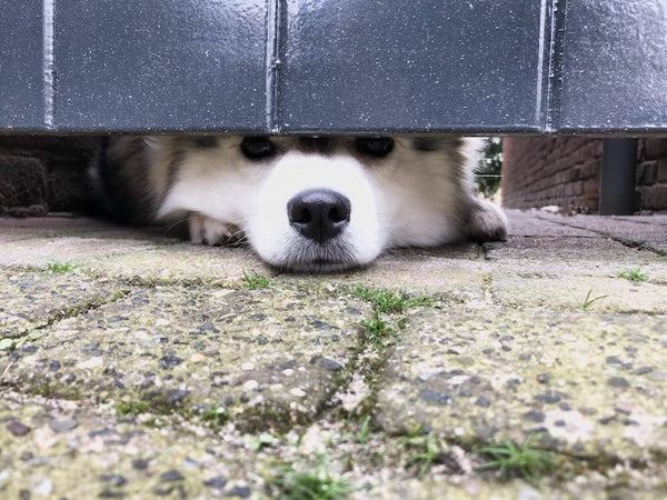 Pomsky hond schutting