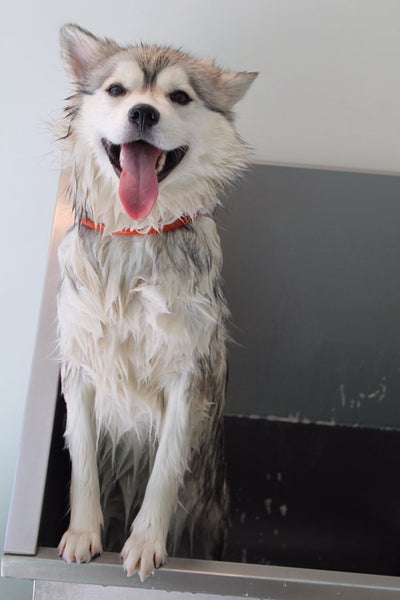Pomsky-Hund im Waschbecken