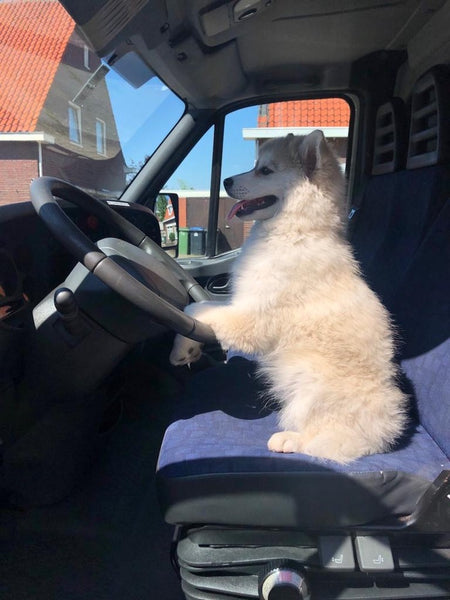 Pomsky-Hund hinter dem Lenkrad
