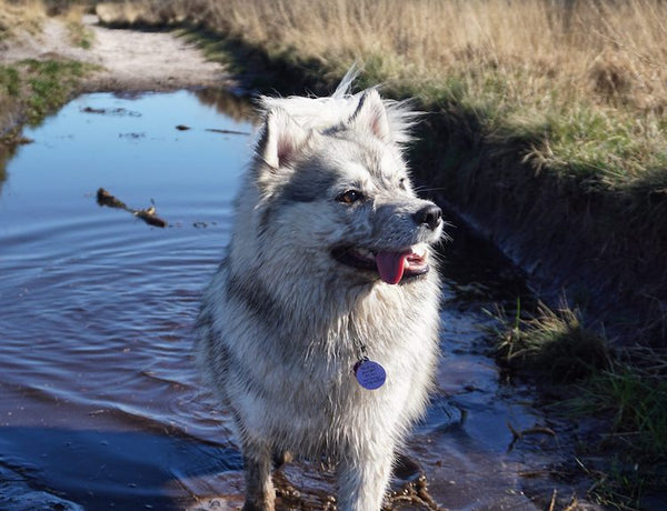 Oorsprong Pomsky