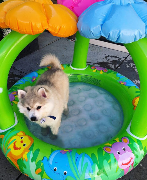 Pomsky puppy in luchtbadje