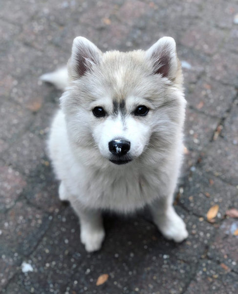 Pomsky klussen