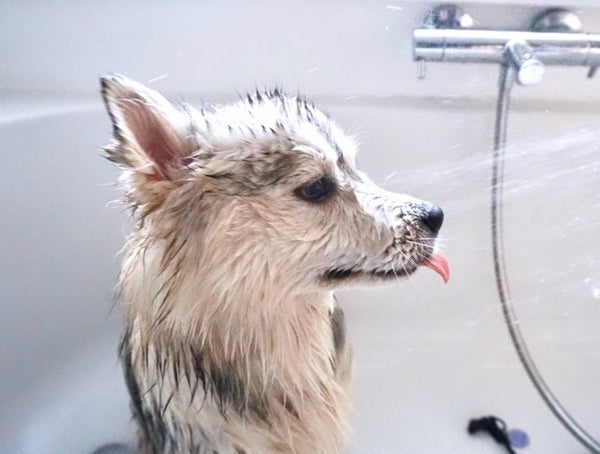 Waschen Sie den Pomsky-Hund bei Hitze