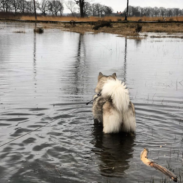 Geusje in het water