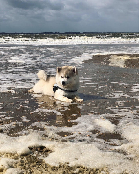 Pomsky Welpenstrand