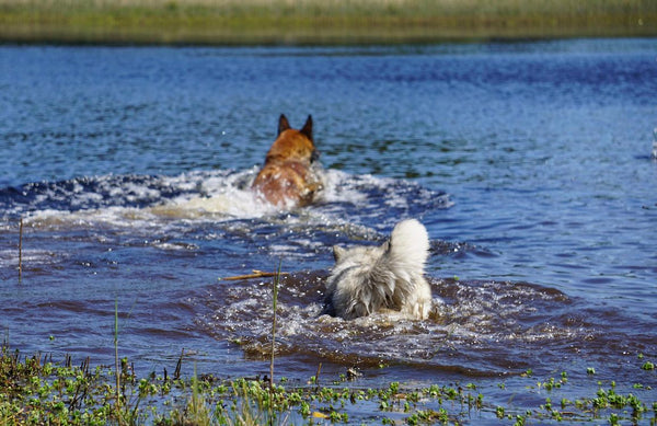 Pomsky-Schwimmen