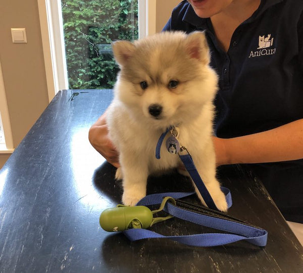 Impfung für Pomsky-Welpen