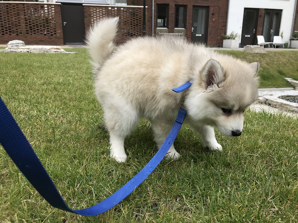 Pomsky raus