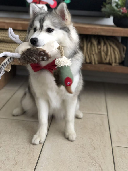Pomsky mit Hundespielzeug