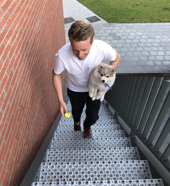 Puppy geen traplopen