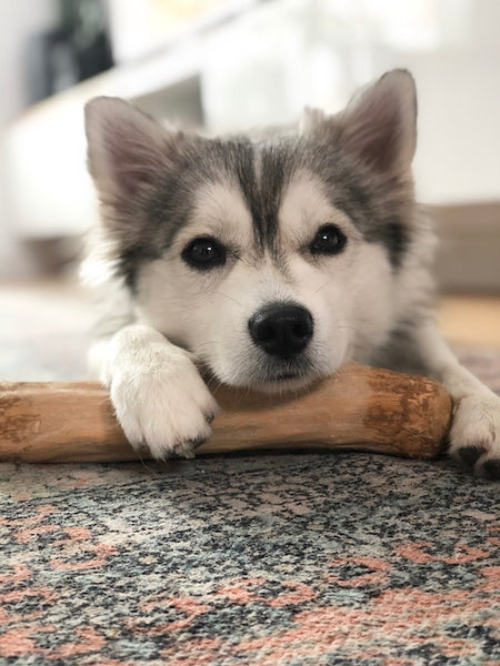 Hund aus Kaffeebohnenholz