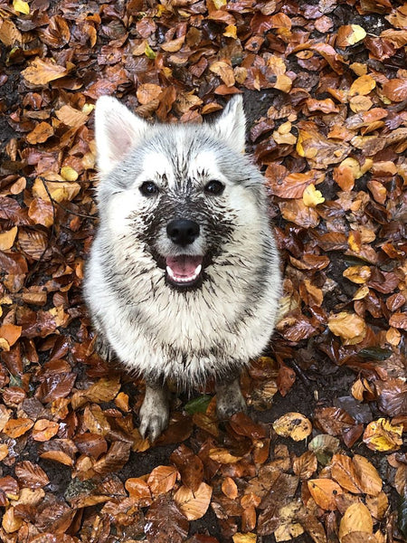 Schmutziger Pomsky