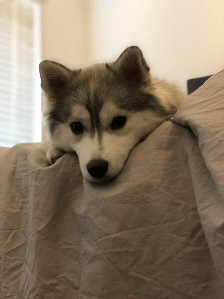 Hund auf dem Bett