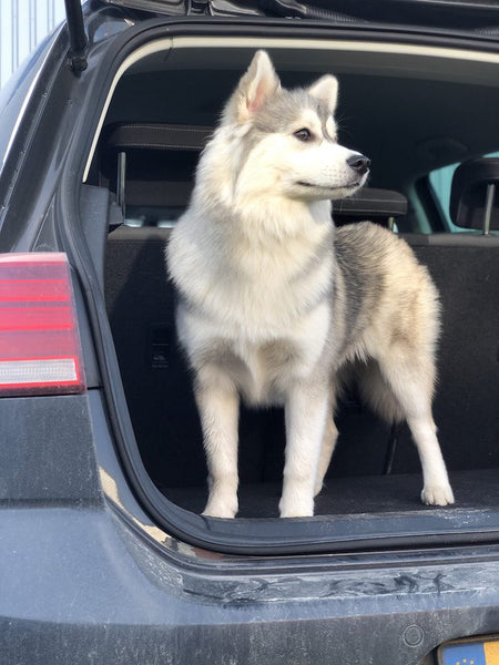 Hond in de kofferbak