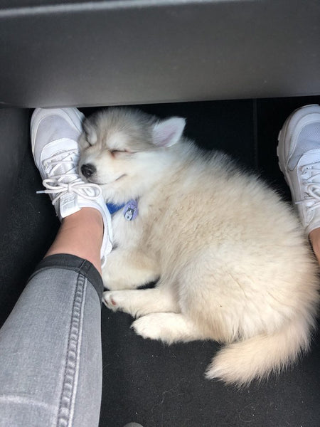 Pomsky-Welpe im Auto