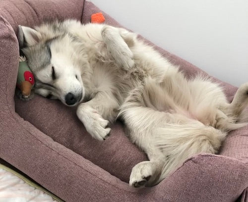 Pomsky-Hund schläft im Korb
