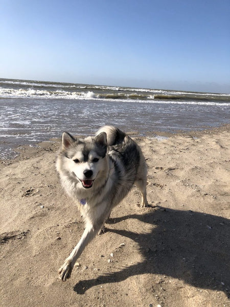 Geusje rennend op het strand