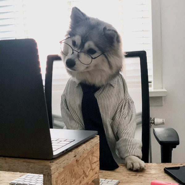 Pomsky in Bürokleidung