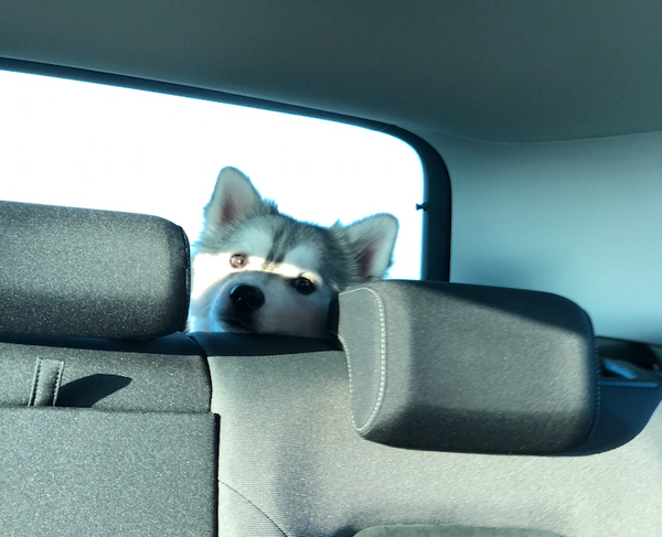 Hund allein im Auto