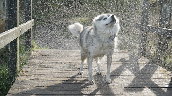 Pomsky zomer