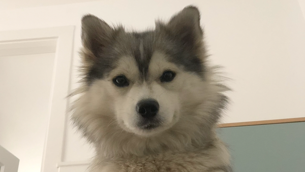 Neugieriger Pomsky