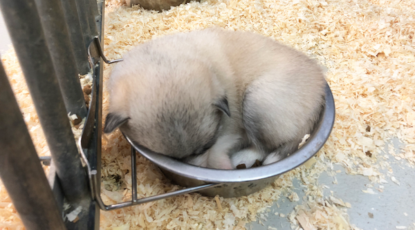 Pomsky pup slapend in etensbak
