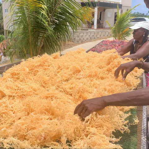 St Lucia Gold Sea Moss