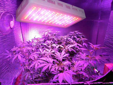 Uso de luz ultravioleta para el cultivo y crecimiento de plantas