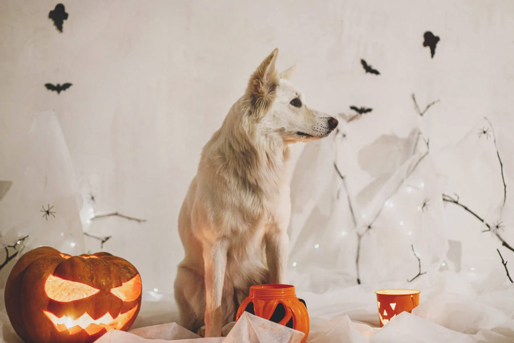 Halloween Kostüm Hund