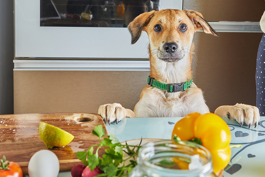 Es ist wichtig, zu wissen, welches Obst und Gemüse für deinen Hund geeignet ist und welche Mengen angemessen sind.
