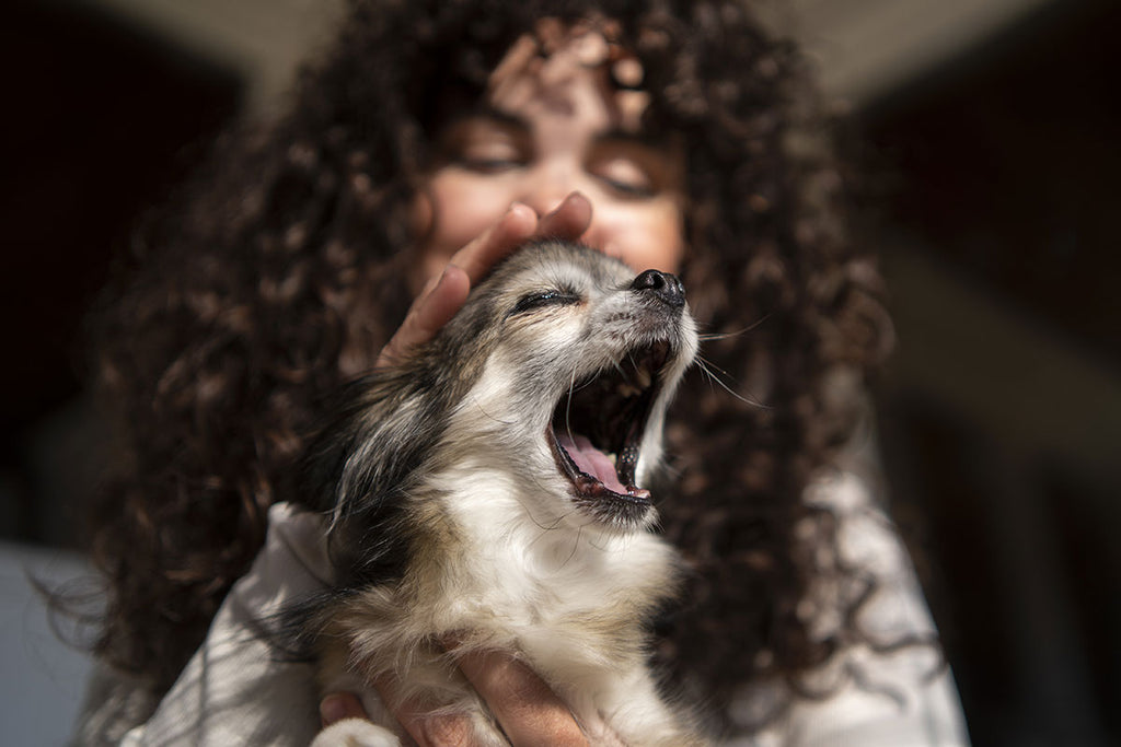 Gähnen beim Hund: Zeichen von Entspannung oder Hilferuf