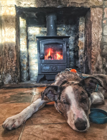 Puppy sleeping by the fire