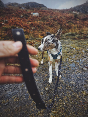 Keep dogs on lead around livestock